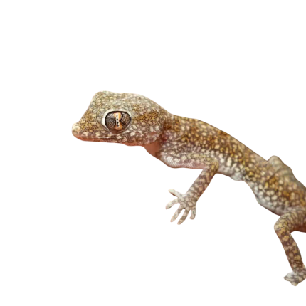 Short Fingered Gecko