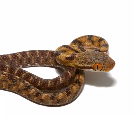 Siamese Cat Eyed Snake
