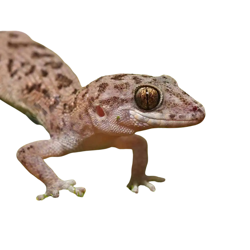 siamese-leaf-toed-gecko (1) siamese leaf toed gecko 1