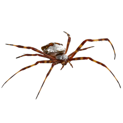 Silver Garden Orb Weaver