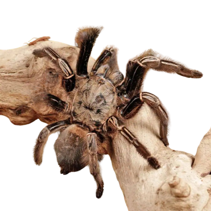 Skeleton Leg Tarantula (3 – 4”)