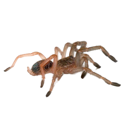 Skeleton Tarantula (.5 – 1”)