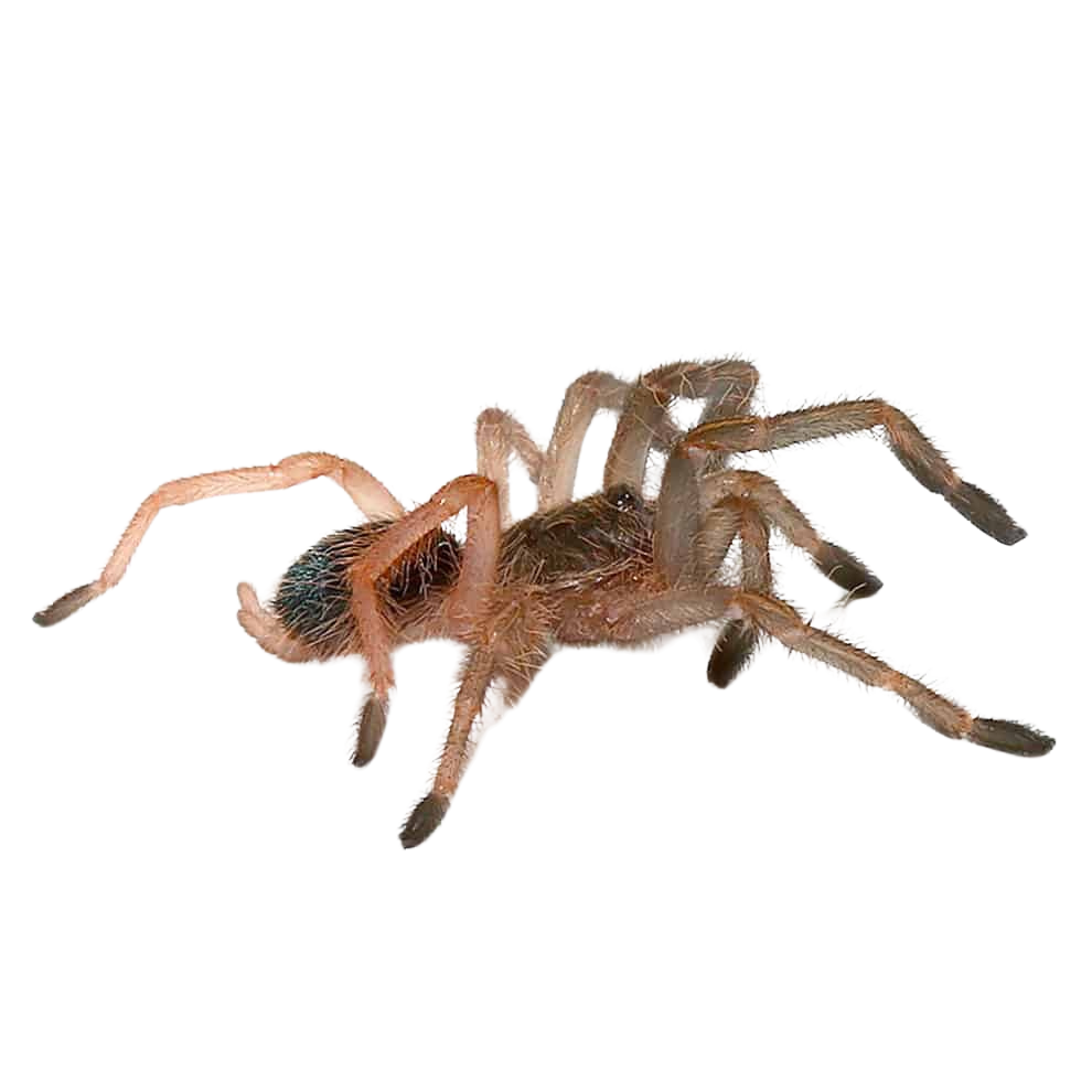 skeleton-tarantula-5-–-1 (1) skeleton tarantula 5 – 1 1