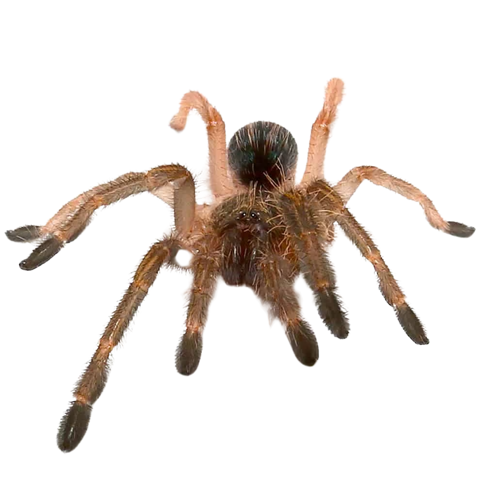 skeleton-tarantula-5-–-1 (2) skeleton tarantula 5 – 1 2