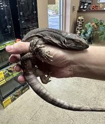 small-blackthroat-monitor small blackthroat monitor