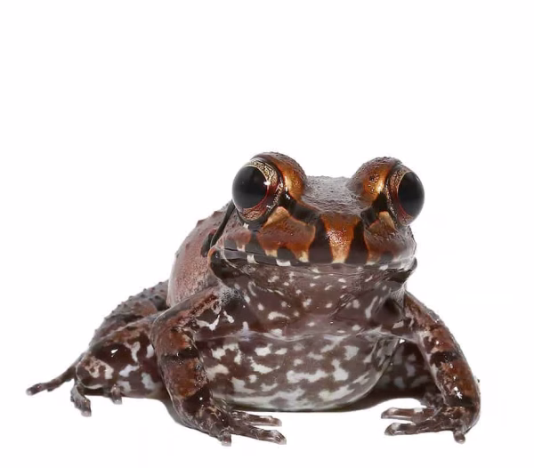 Smokey Jungle Frog