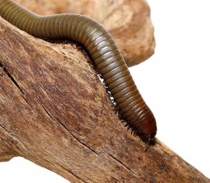 Smokey Oak Millipede