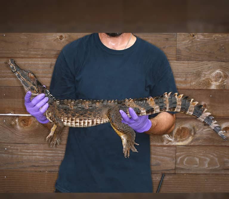 smooth-front-caiman smooth front caiman e1752516543958