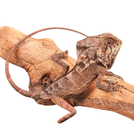 Smooth Helmeted Iguana