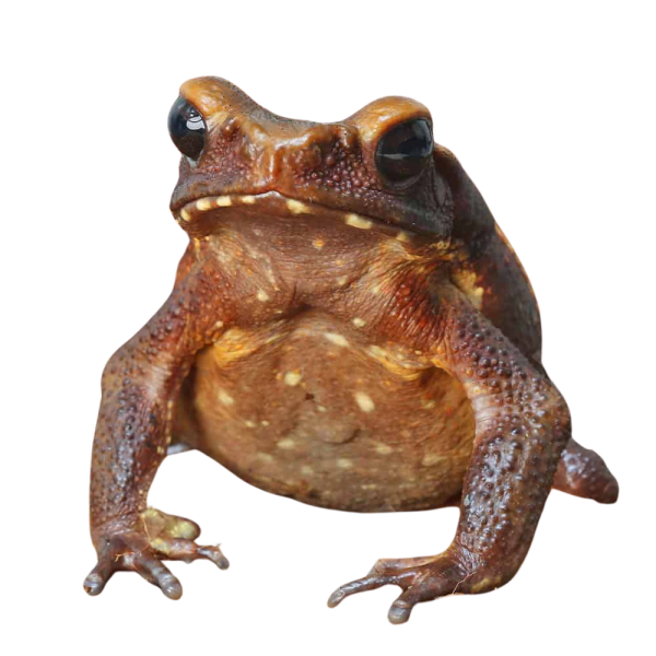 Smooth Sided Toad (4-8″)