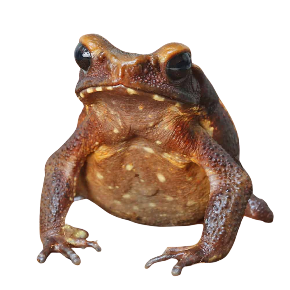 smooth-sided-toad-4-8″ smooth sided toad 4 8″
