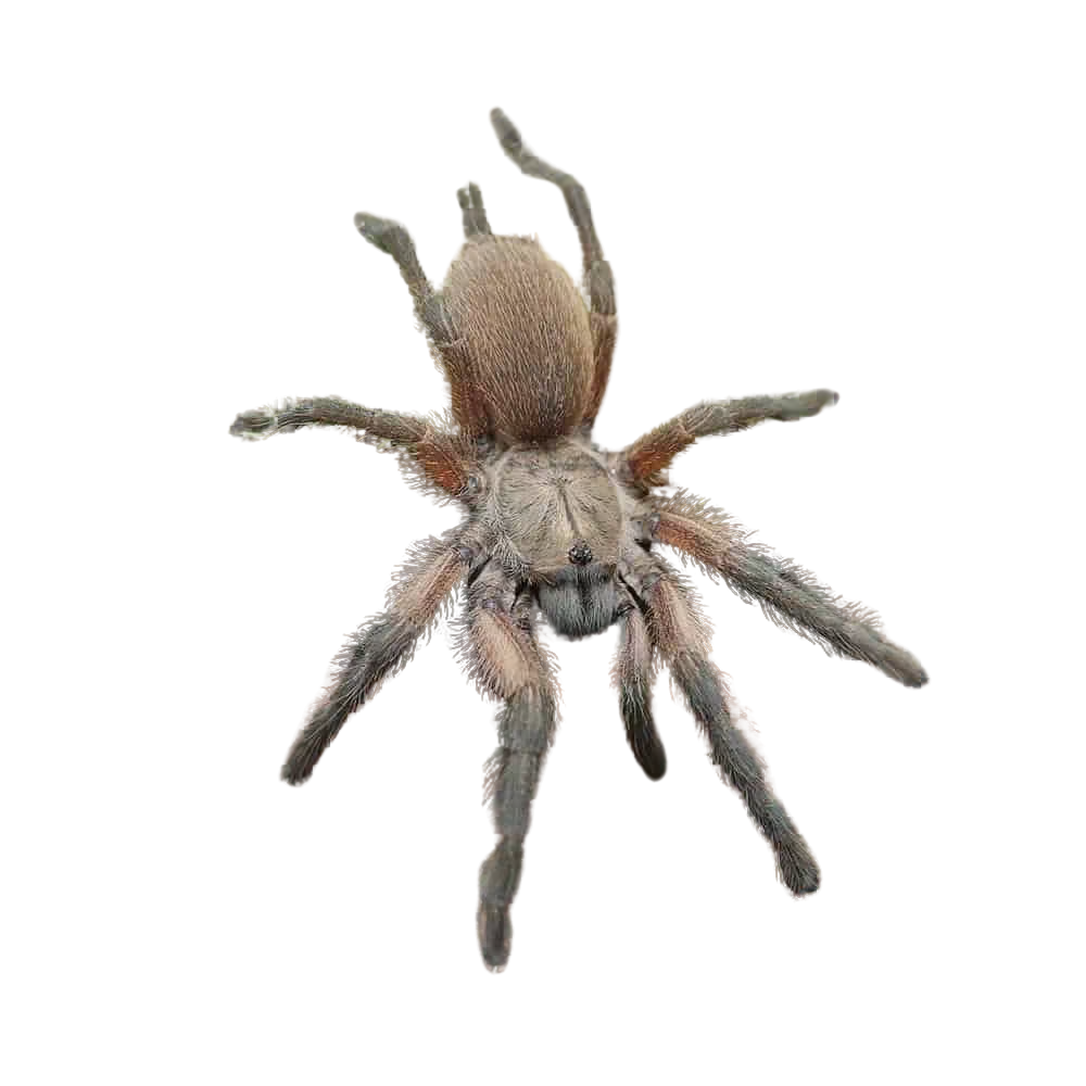 socotra-island-blue-baboon-tarantula-1-–-2 (2) socotra island blue baboon tarantula 1 – 2 2