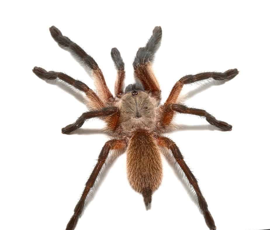 socotra-island-blue-baboon-tarantula-225 socotra island blue baboon tarantula 225 e1746106389293