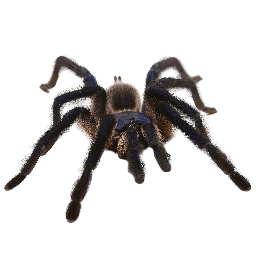 socotra-island-blue-baboon-tarantula-3-–-4″ (2) socotra island blue baboon tarantula 3 – 4″ 2