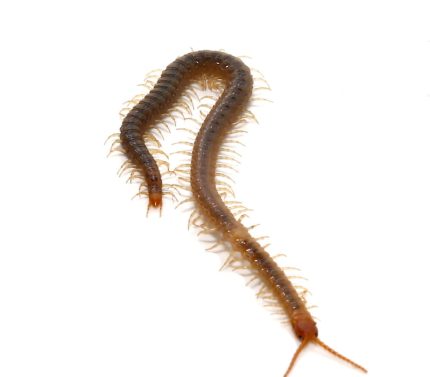 Soil Centipede