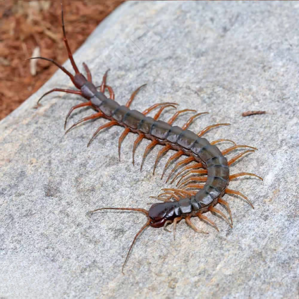 Solomon Island Centipede