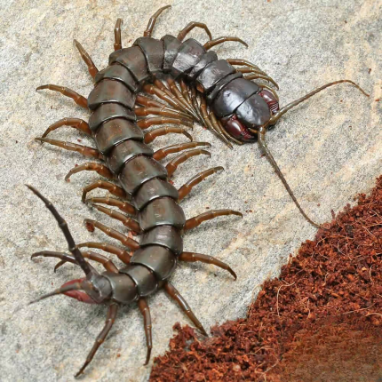 Solomon Island Giant Black Centipede