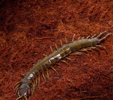 Solomon Island Giant Centipede