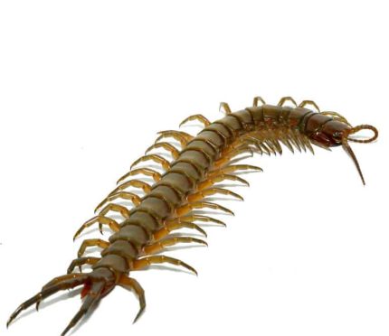 Solomon Island Giant Green Centipede