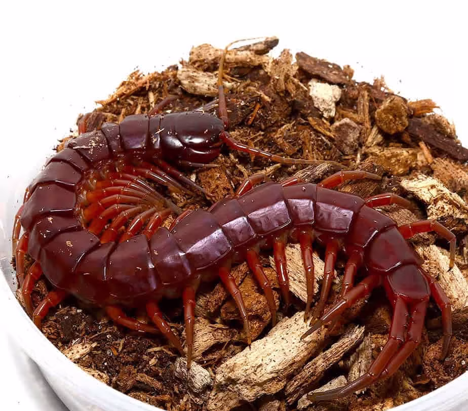 solomon-island-giant-red-centipede solomon island giant red centipede e1748245870435