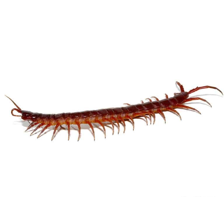solomon-island-giant-red-centipede solomon island giant red centipede e1748245903305
