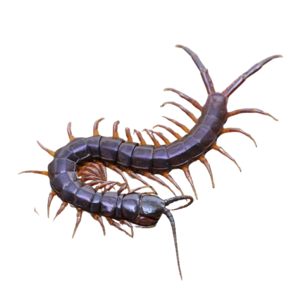 Solomon Island Purple Centipede