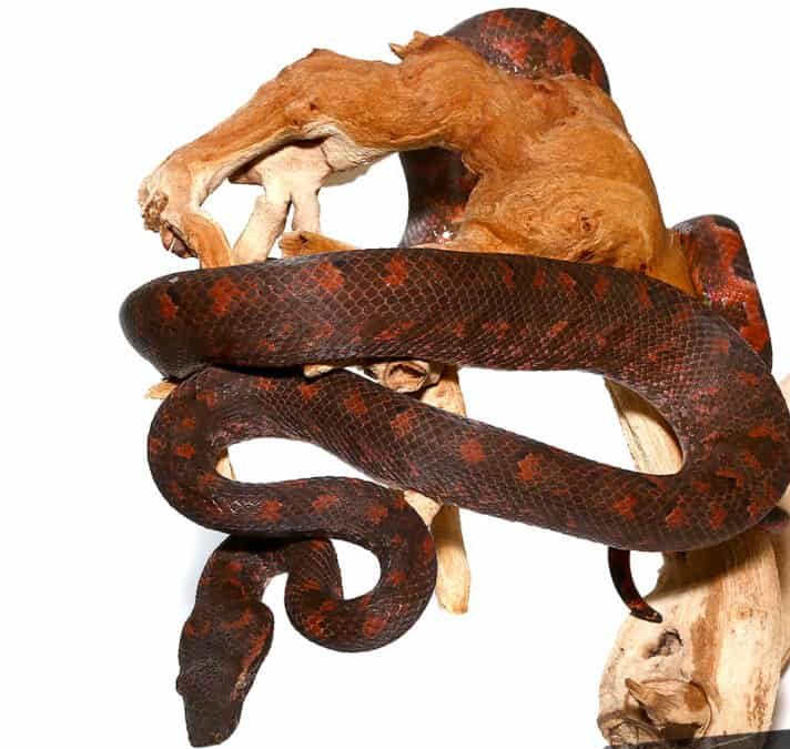 solomon-island-tree-boa-5-female solomon island tree boa 5 female e1747306767639
