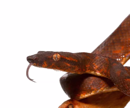 Solomon Island Tree Boa #6 (Male)