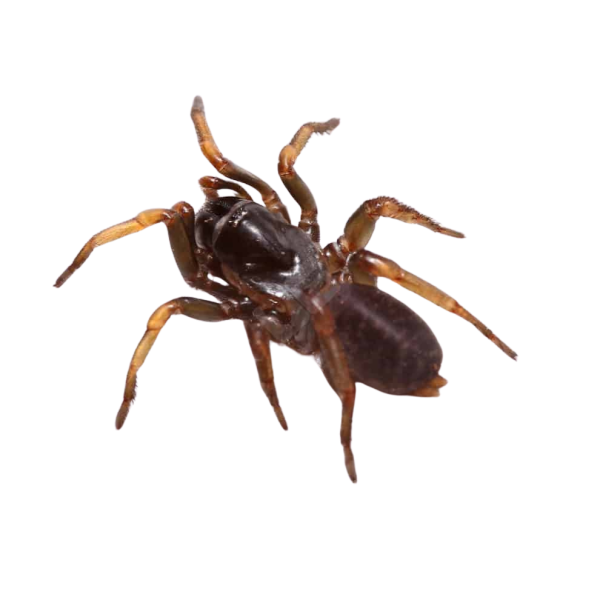 Songsangchotei Funnel Web Spider (.5 – 1″)