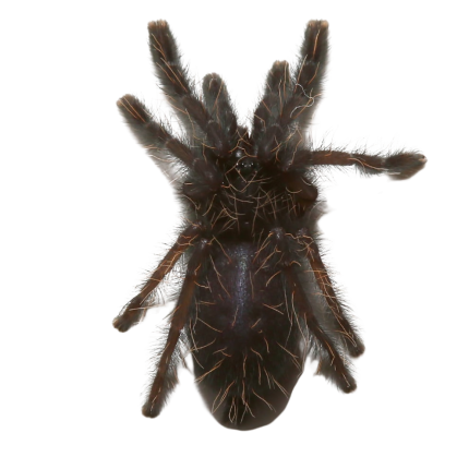 South Mindanao Lowland Earth Tiger Tarantula (.75”)