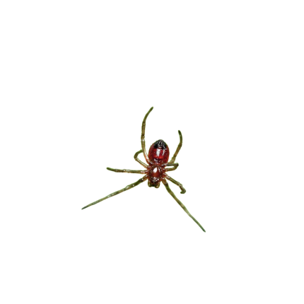 Southern Black Widow Spider Sling (.15″)