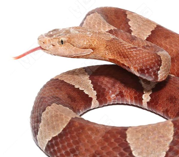Southern Copperhead Snake