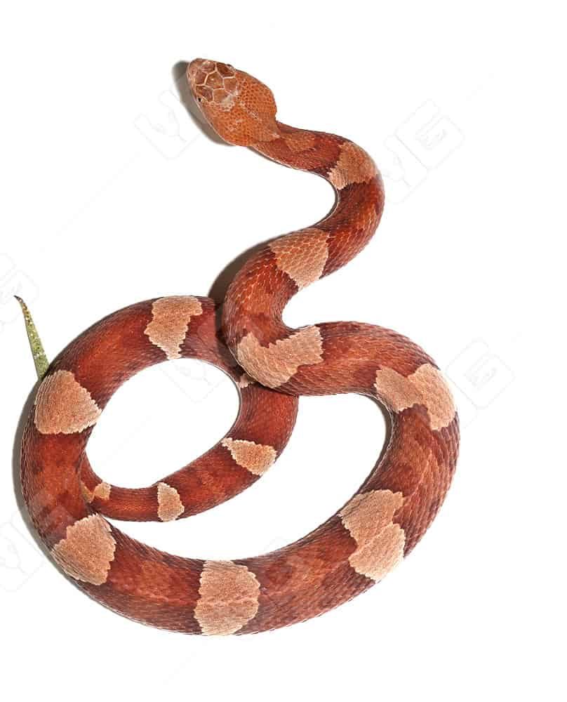 southern-copperhead-snake (3) southern copperhead snake 3 e1740131987667