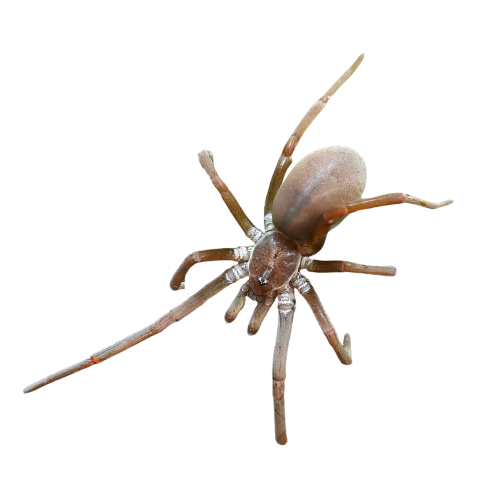 southern-crevice-spider-15-–-2 (1) southern crevice spider 15 – 2 1