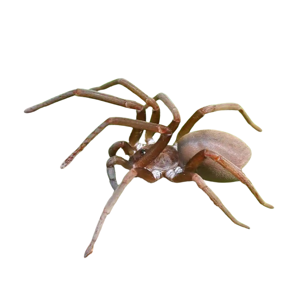 southern-crevice-spider-15-–-2 (2) southern crevice spider 15 – 2 2