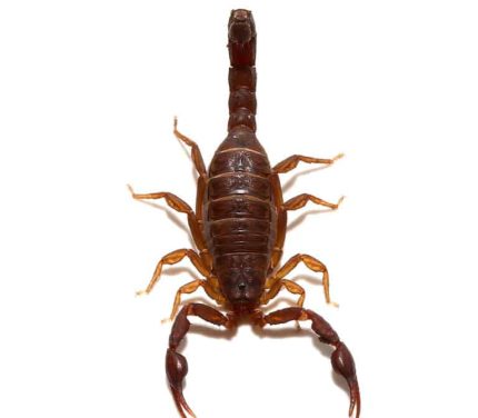 Southern Devil Scorpion