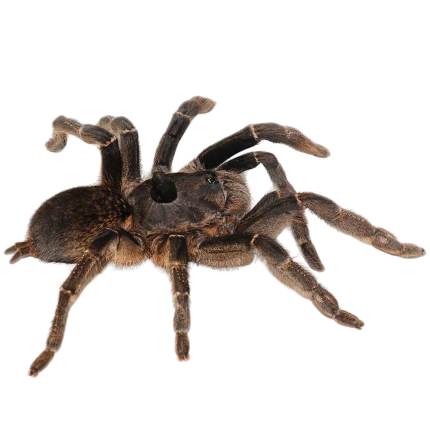 Southern Horned Baboon Tarantula (.25 – .75”)