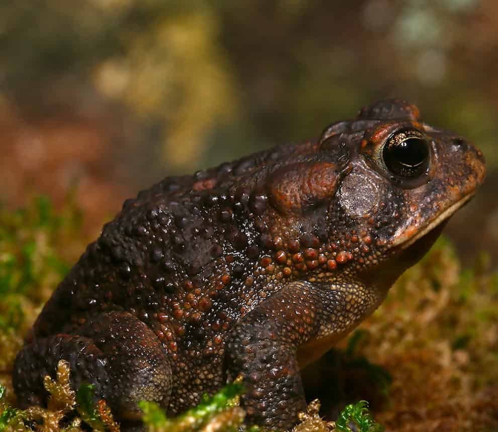 southern-toad southern toad e1745949935626