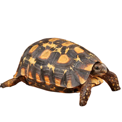Speke’s Hingeback Tortoise