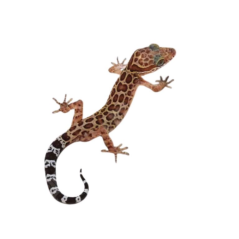 spotted-pegu-forest-gecko (2) spotted pegu forest gecko 2