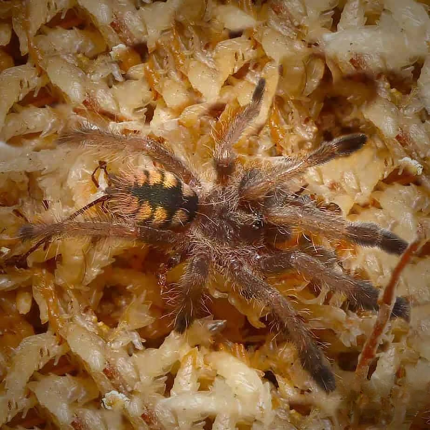 St. Vincent Feather Legged Tree Spider (.25 – .75”)