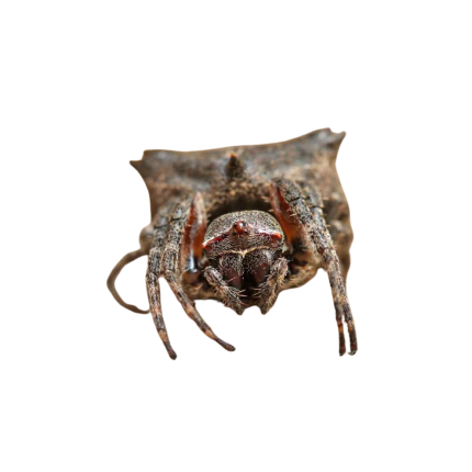 Star Bellied Orb Weaver (.5 – .75″)