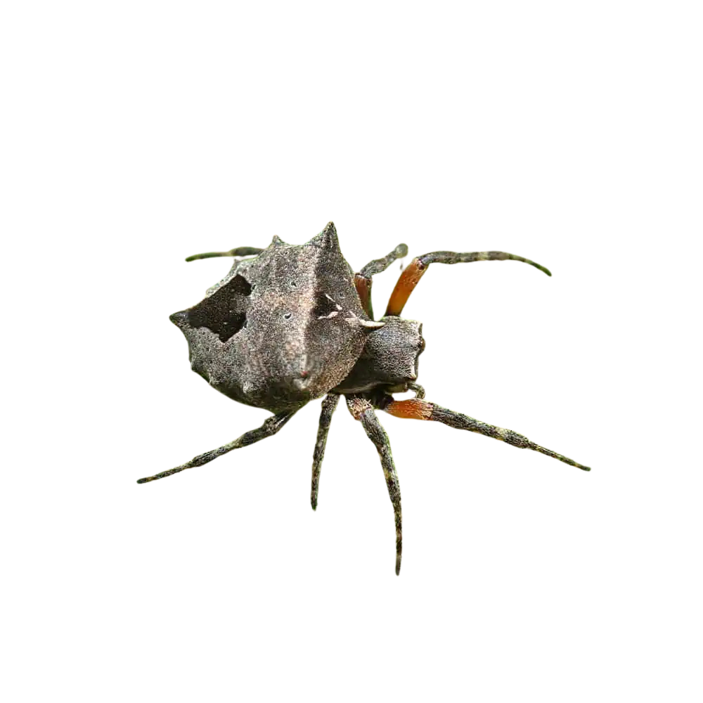star-bellied-orb-weaver-5-–-75″ (2) star bellied orb weaver 5 – 75″ 2