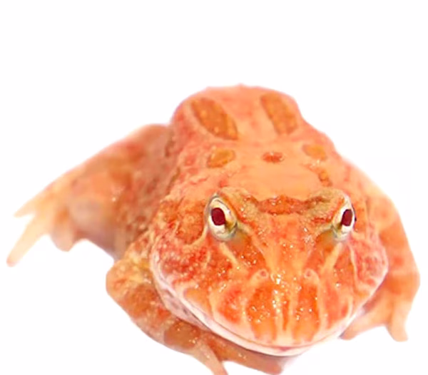 Starfire Pacman Frog