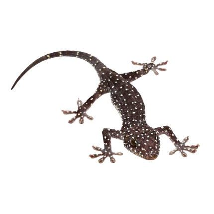 Starry Tokay Gecko Pair