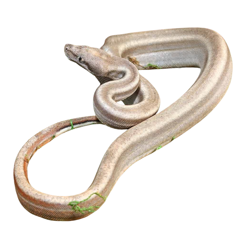 sterling-66-het-blood-pos-jungle-boa (1) sterling 66 het blood pos jungle boa 1