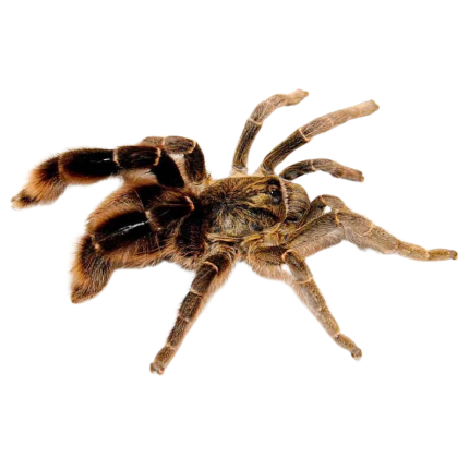 Stout Leg Baboon Tarantula (1.5 – 3″)