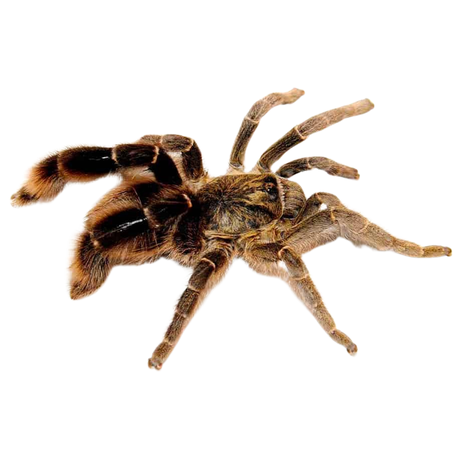 stout-leg-baboon-tarantula-15-–-3″ (1) stout leg baboon tarantula 15 – 3″ 1