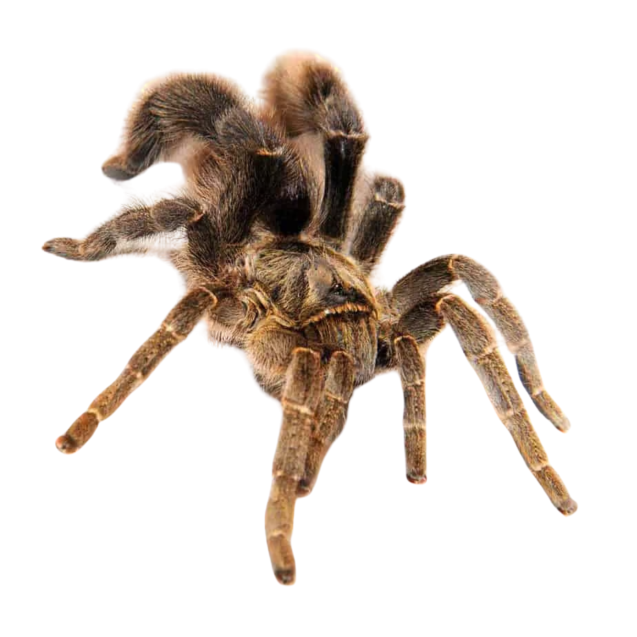 stout-leg-baboon-tarantula-15-–-3″ (2) stout leg baboon tarantula 15 – 3″ 2