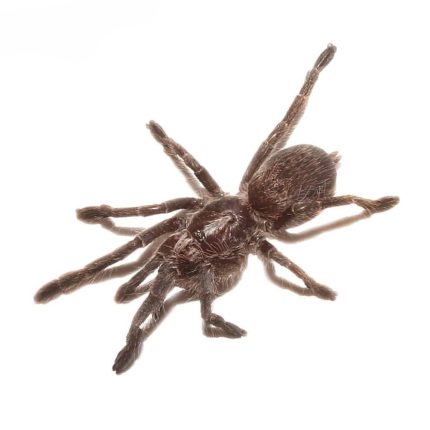 Straight Horn Baboon Tarantula (.5 – .75”)